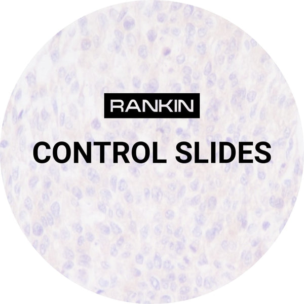 Control Slides, IHC - MSH2